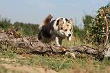 CORGI PEMBROKE 169